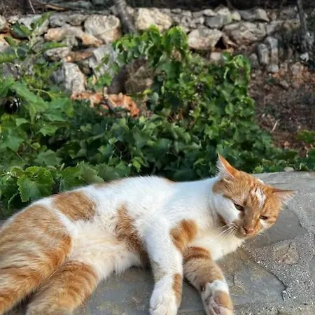Gokseki Sokak 75b Kas